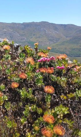 Leucospermum cordifolium on a fynbos brow 